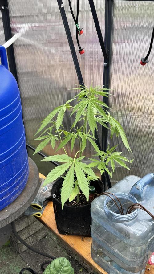 ROYAL DWARF | RQS | AUTO. Week 4
