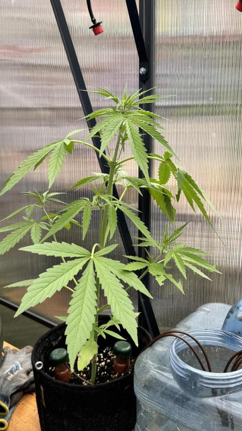 ROYAL DWARF | RQS | AUTO. Week 4