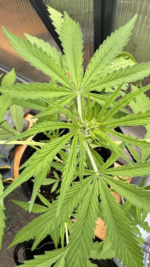 ROYAL DWARF | RQS | AUTO. Week 4