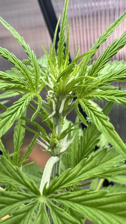 ROYAL DWARF | RQS | AUTO. Week 4