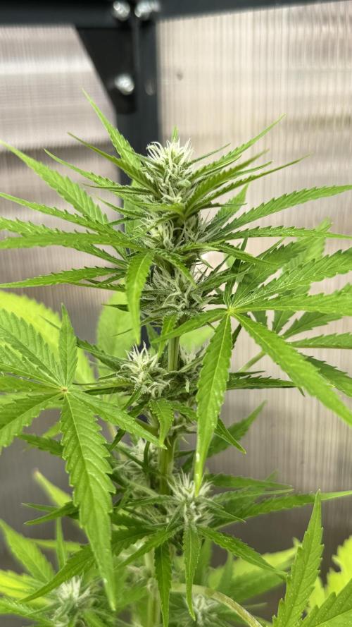 Royal Dwarf. Week 5