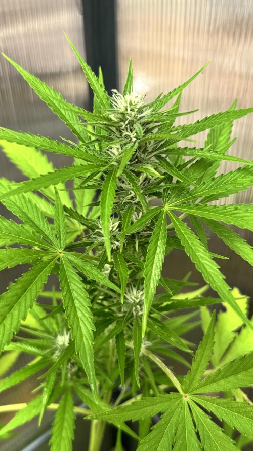 ROYAL DWARF | RQS | AUTO. Week 5