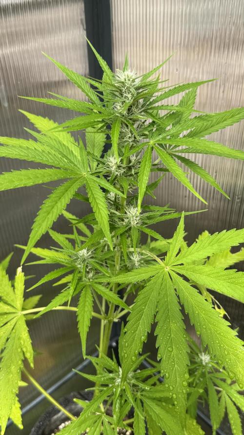 ROYAL DWARF | RQS | AUTO. Week 5