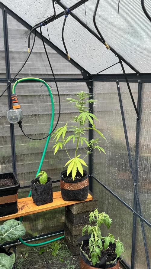 Royal Dwarf. Week 5