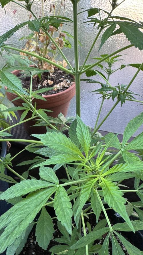 ORANGE BUTT | DUTCH PASSION | AUTO. Week 5