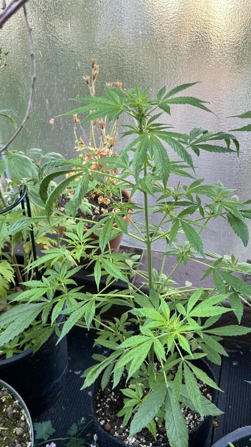 ORANGE BUTT | DUTCH PASSION | AUTO. Week 5