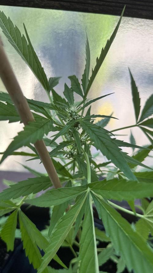Z-UP AUTO | FAST BUDS | OUTDOOR. Week 5