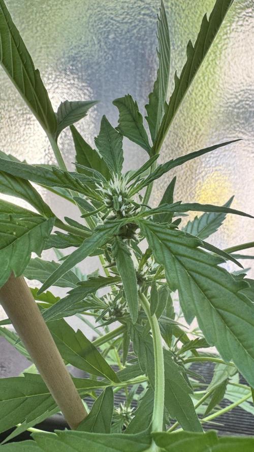 Z-Up Auto. Week 5