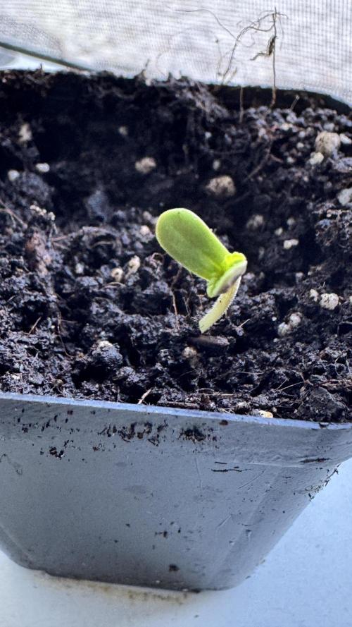 BLUEBERRY CANDIEZ AUTO | SENSI SEEDS. Week 0 - after 72h
