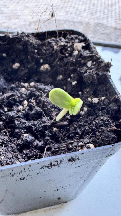 BLUEBERRY CANDIEZ AUTO | SENSI SEEDS. Week 0