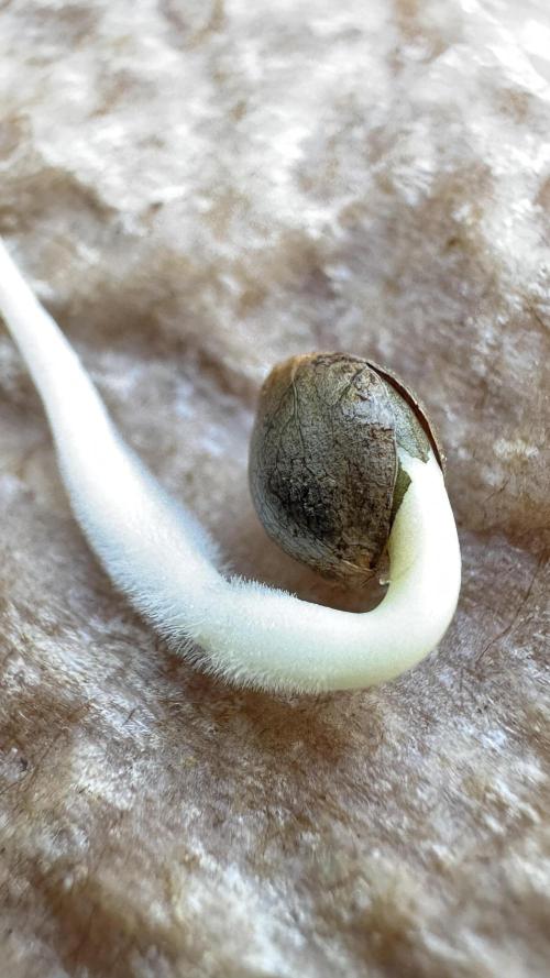 BLUEBERRY CANDIEZ AUTO | SENSI SEEDS. Week 0 - after 48H