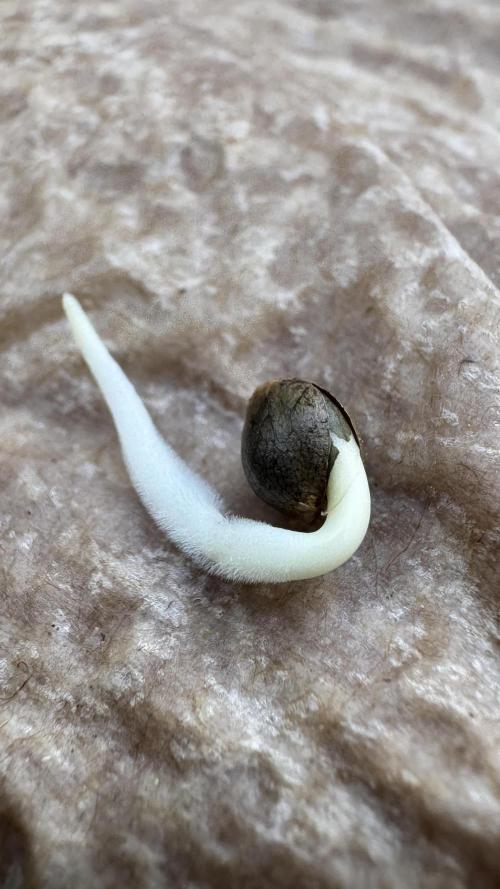 BLUEBERRY CANDIEZ AUTO | SENSI SEEDS. Week 0