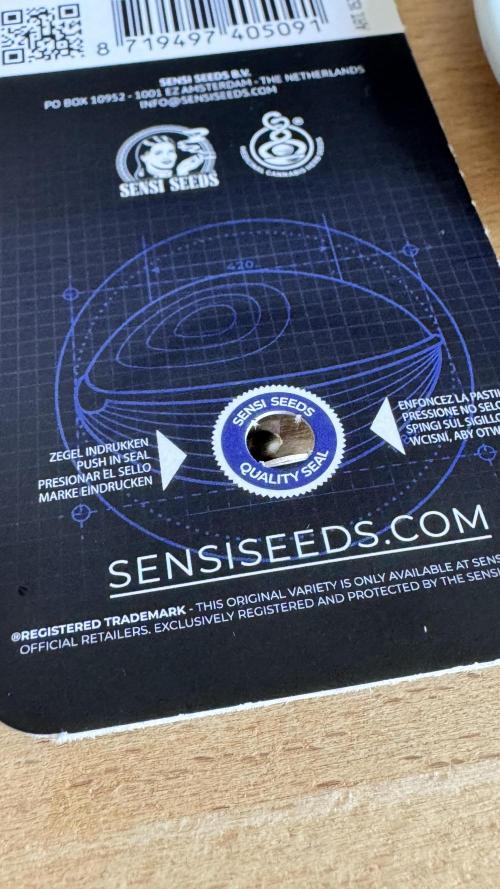 BLUEBERRY CANDIEZ AUTO | SENSI SEEDS. Week 0