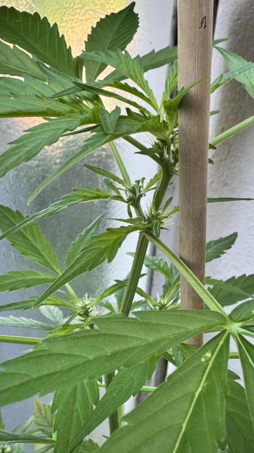 Z-UP AUTO | FAST BUDS | OUTDOOR. Week 5