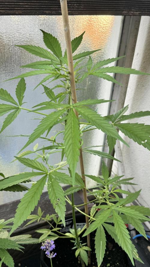 Z-UP AUTO | FAST BUDS | OUTDOOR. Week 5