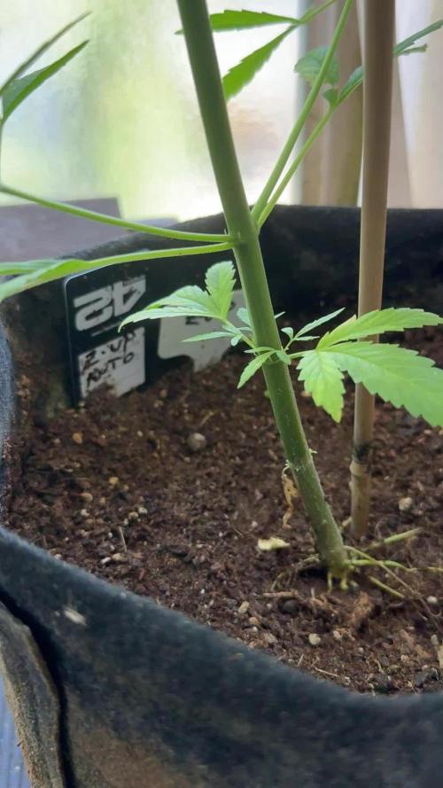 Z-UP AUTO | FAST BUDS | OUTDOOR