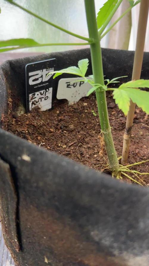 Z-UP AUTO | FAST BUDS | OUTDOOR