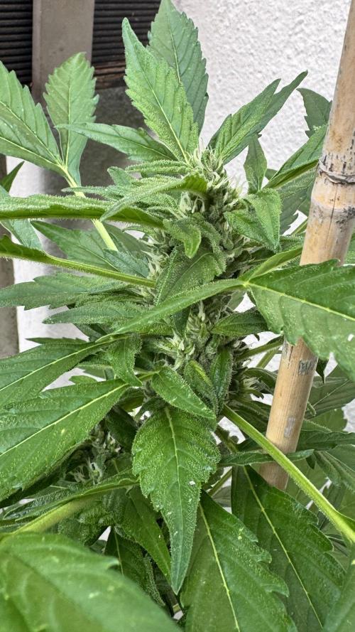 Z-UP AUTO | FAST BUDS | OUTDOOR. Week 6