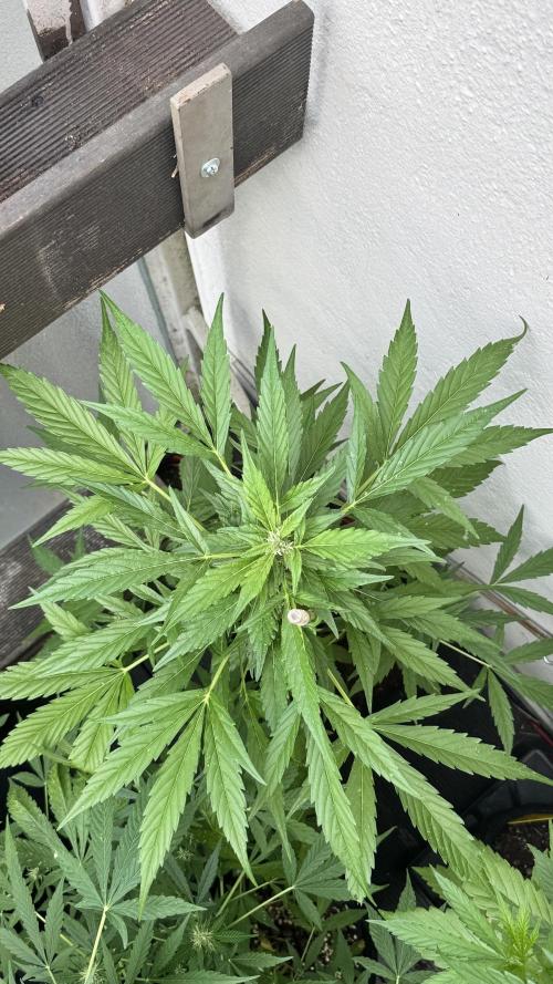 Z-UP AUTO | FAST BUDS | OUTDOOR. Week 6