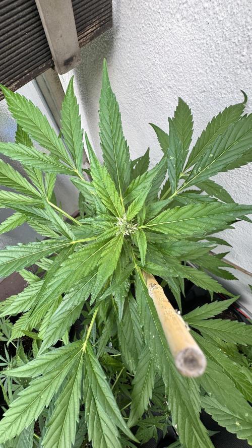 Z-UP AUTO | FAST BUDS | OUTDOOR. Week 6