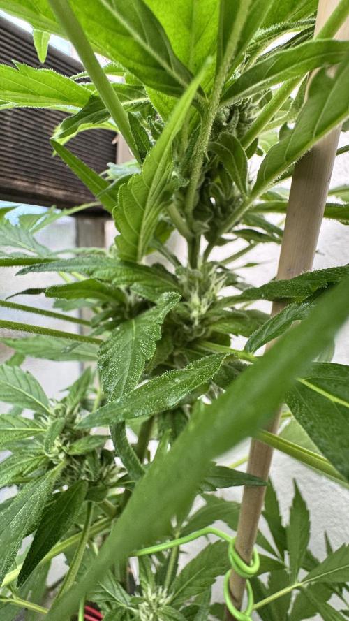 Z-UP AUTO | FAST BUDS | OUTDOOR. Week 6