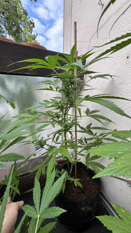Z-UP AUTO | FAST BUDS | OUTDOOR. Week 6
