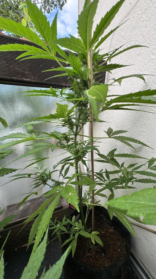 Z-UP AUTO | FAST BUDS | OUTDOOR. Week 6