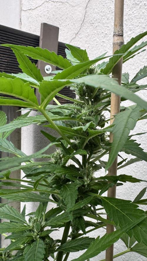 Z-UP AUTO | FAST BUDS | OUTDOOR. Week 6