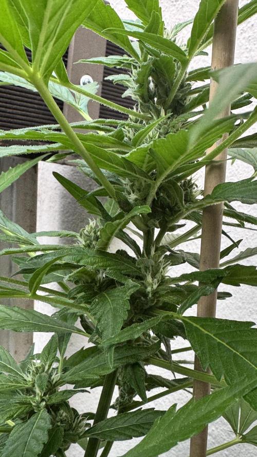 Z-UP AUTO | FAST BUDS | OUTDOOR. Week 6