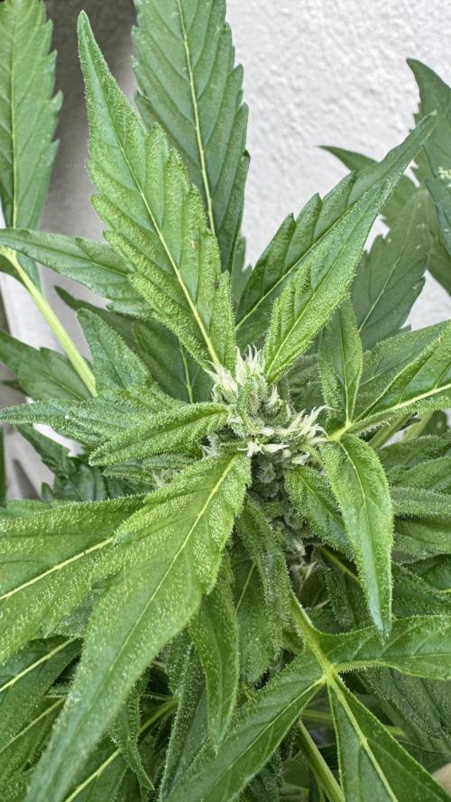 Z-Up Auto. Week 6