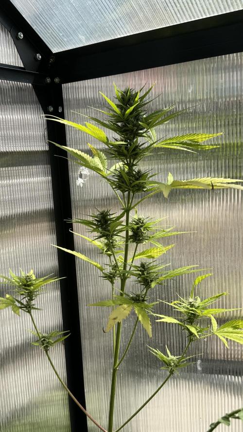 ROYAL DWARF | RQS | AUTO. Week 6