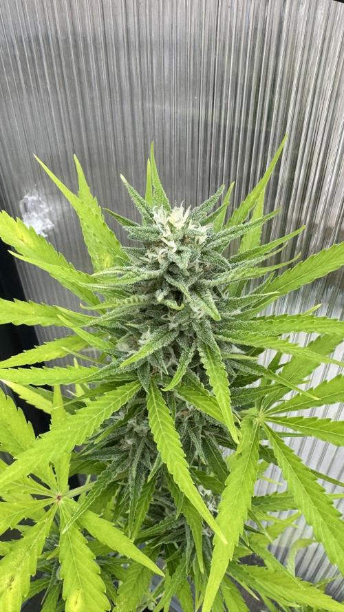 ROYAL DWARF | RQS | AUTO. Week 6