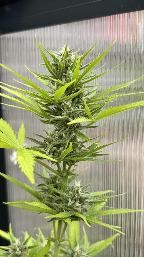 ROYAL DWARF | RQS | AUTO. Week 6