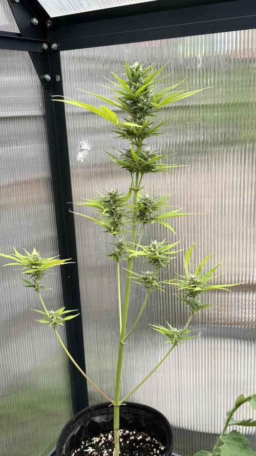 ROYAL DWARF | RQS | AUTO. Week 6