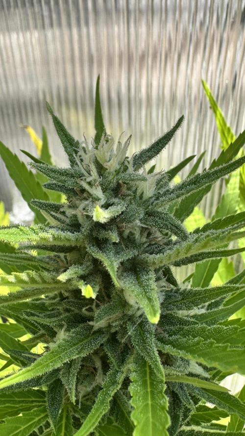 ROYAL DWARF | RQS | AUTO. Week 6