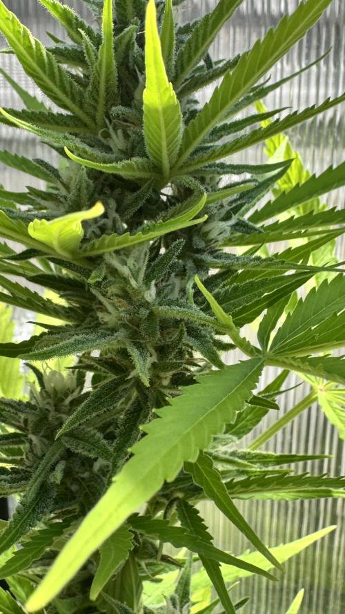 ROYAL DWARF | RQS | AUTO. Week 6