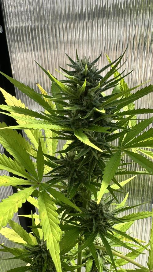 ROYAL DWARF | RQS | AUTO. Week 6
