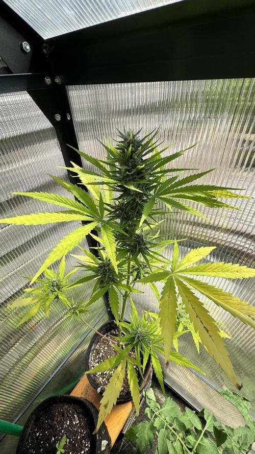 ROYAL DWARF | RQS | AUTO. Week 6