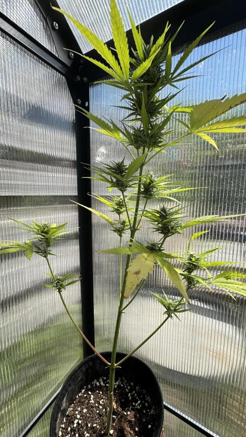 Royal Dwarf. Week 6