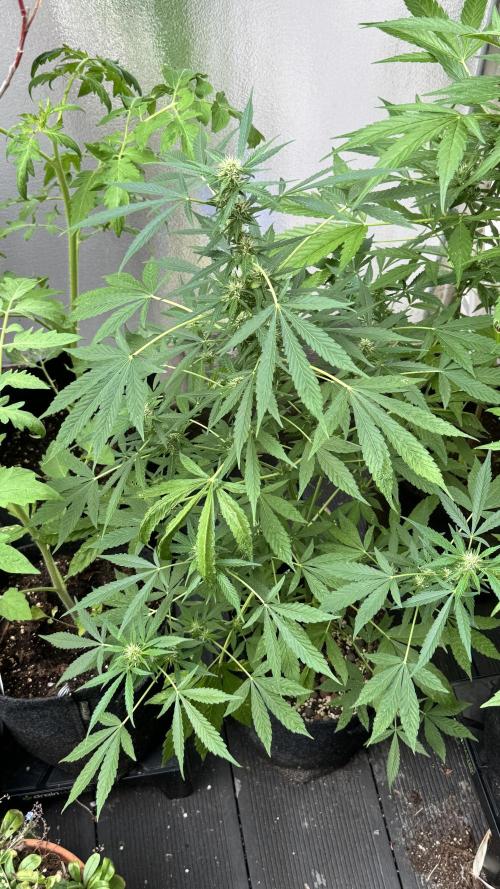 ORANGE BUTT | DUTCH PASSION | AUTO. Week 6