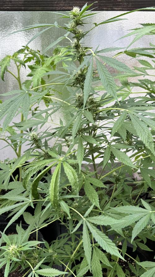 ORANGE BUTT | DUTCH PASSION | AUTO. Week 6