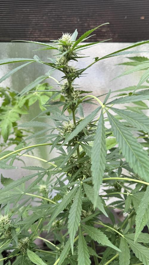 ORANGE BUTT | DUTCH PASSION | AUTO. Week 6