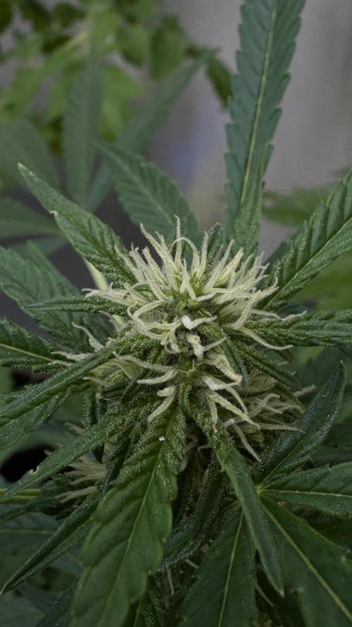 ORANGE BUTT | DUTCH PASSION | AUTO. Week 6