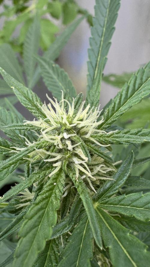 ORANGE BUTT | DUTCH PASSION | AUTO. Week 6