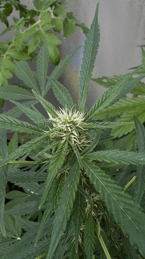 ORANGE BUTT | DUTCH PASSION | AUTO. Week 6