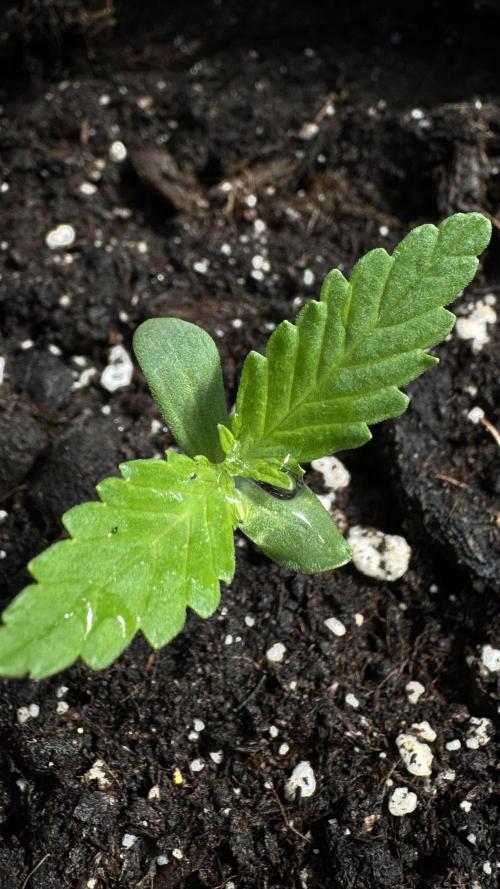 BLUEBERRY CANDIEZ AUTO | SENSI SEEDS. Week 1