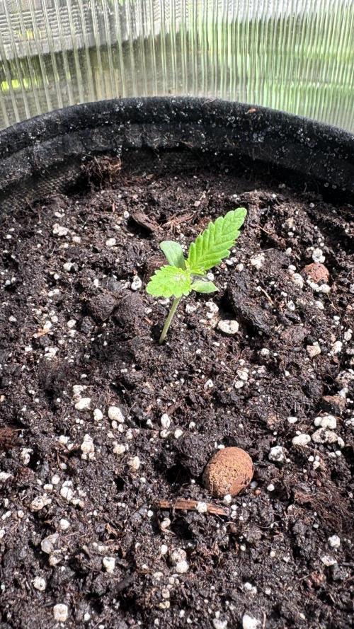 BLUEBERRY CANDIEZ AUTO | SENSI SEEDS. Week 1