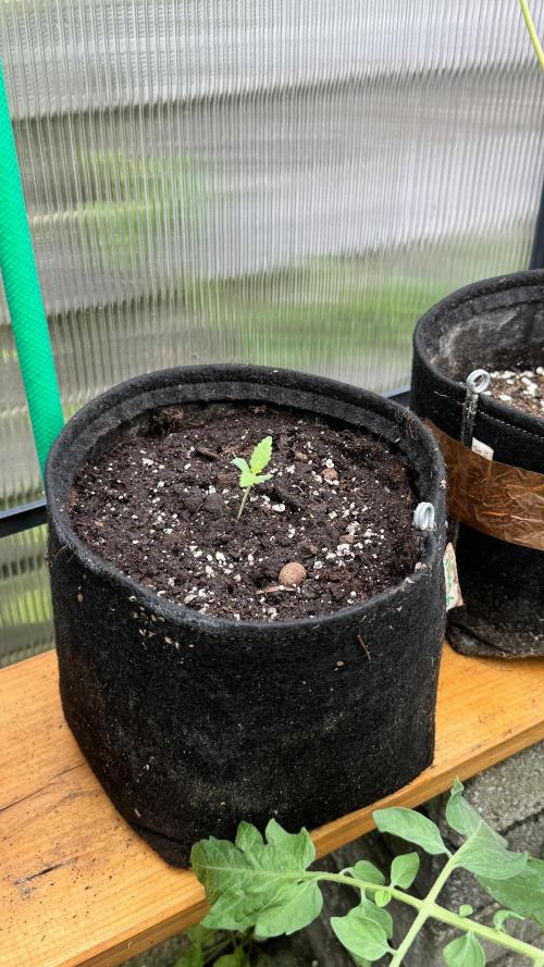BLUEBERRY CANDIEZ AUTO | SENSI SEEDS. Week 1