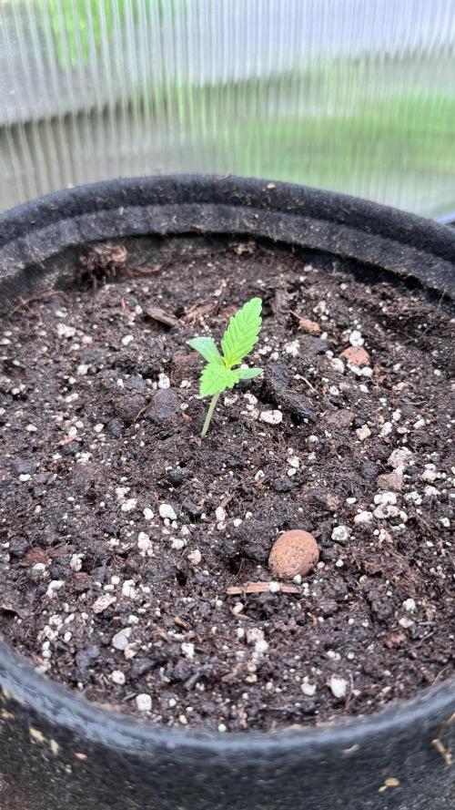 BLUEBERRY CANDIEZ AUTO | SENSI SEEDS. Week 1