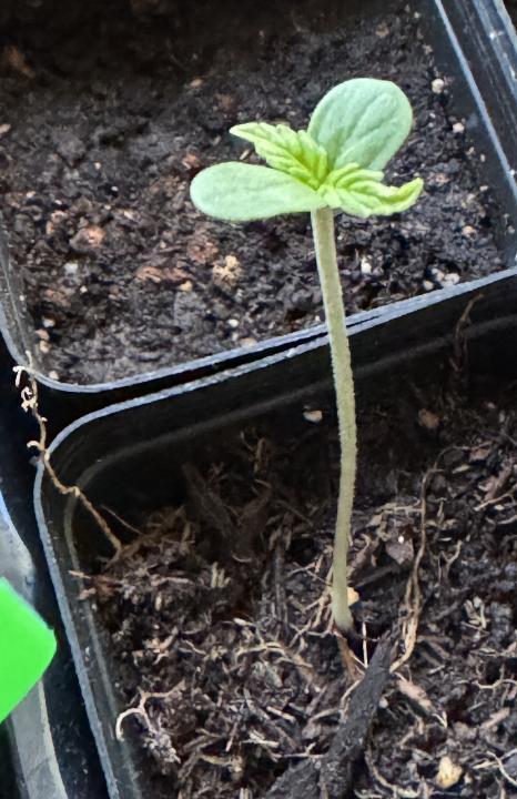 LEMON ZKITTLEZ  X  NORTHERN LIGHTS. Week 1